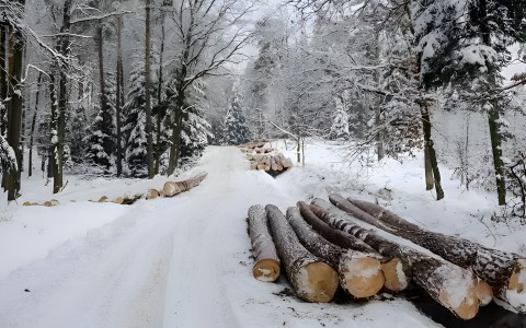 Зимний лес — когда дерево дышит тишиной, а дом — строится с душой